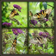 17th Aug 2014 - Busy Butterfly!