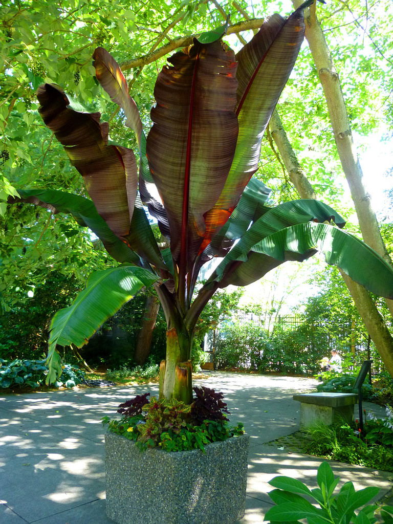 Banana Tree by stephomy