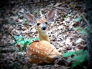 17th Aug 2014 - Fawn . . . Interrupted