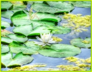 17th Aug 2014 - Lily on the Lilies