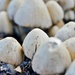 mushrooms popping up by dmdfday
