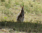 18th Aug 2014 - A small wallaby 