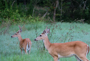 9th Aug 2014 - Early morning deer