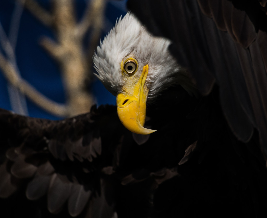 Bald Eagle by khrunner