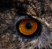 16th Aug 2014 - Selfie in an owl's eye
