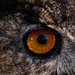 Selfie in an owl's eye by khrunner