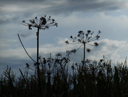14th Aug 2014 - Cow-parsley... 