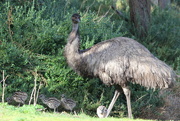 18th Aug 2014 - Old mum emu!