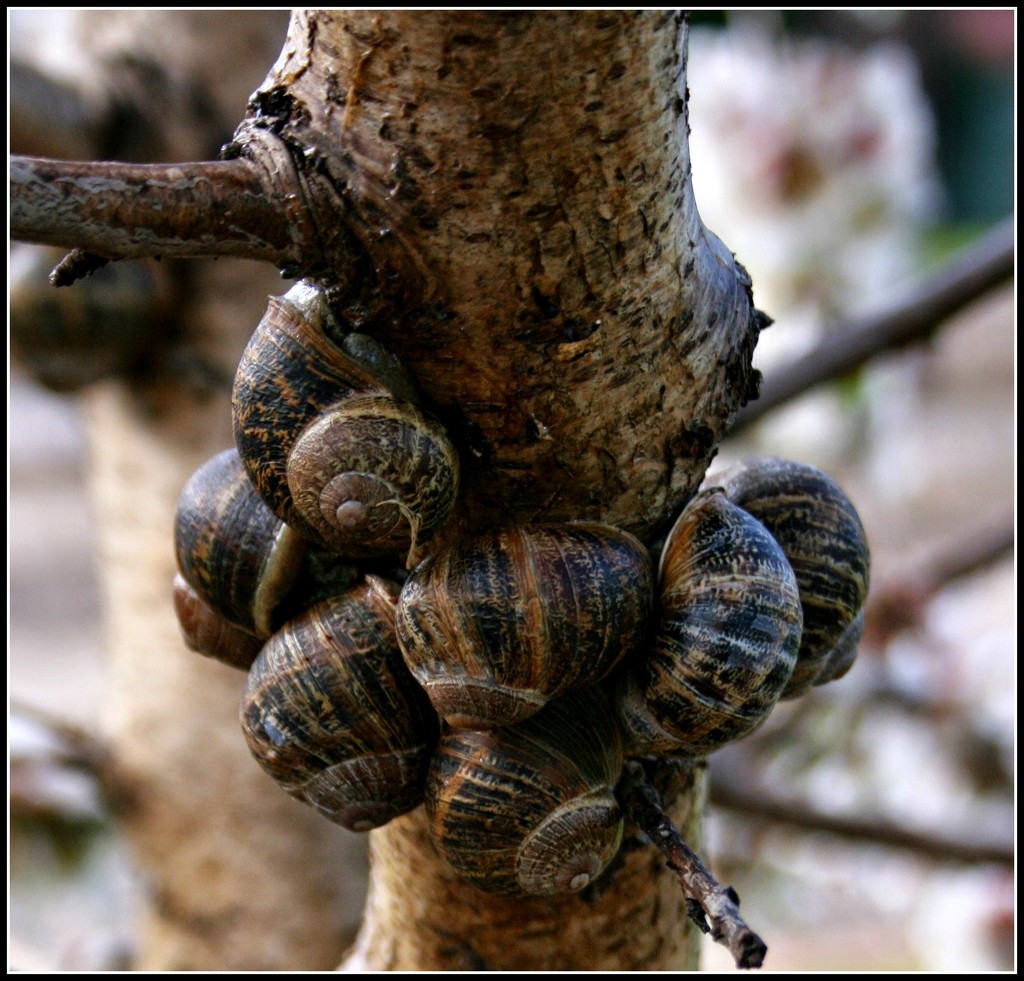 A Snuggle of Snails! by cruiser