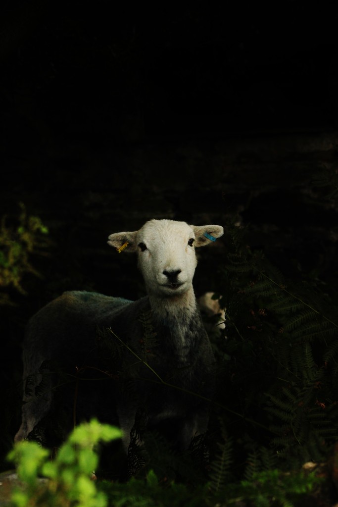 Sheltering Sheep by motherjane