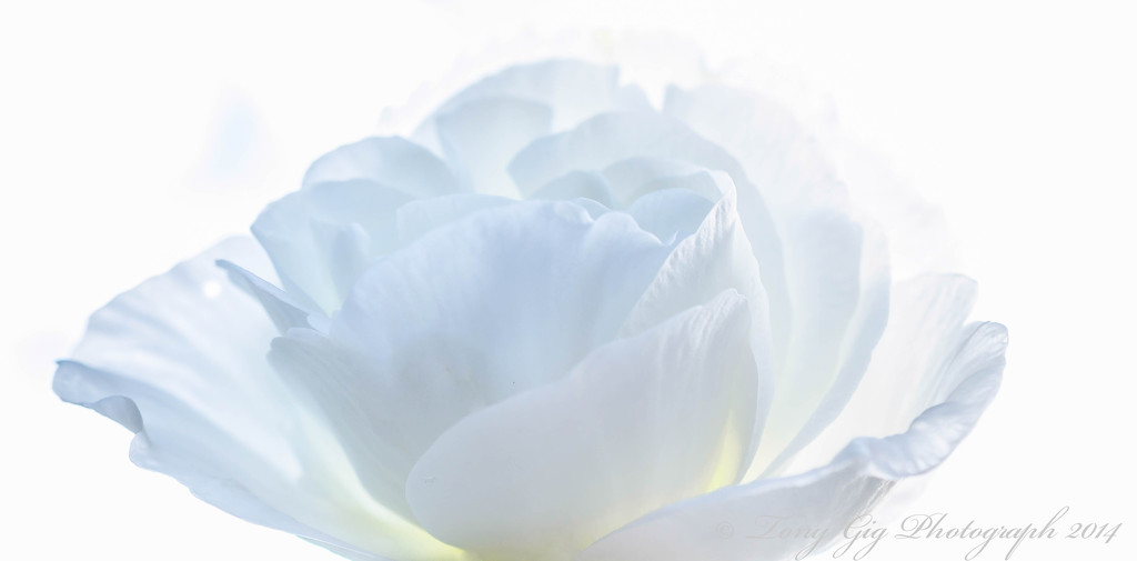 White Begonia by tonygig