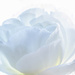 White Begonia by tonygig