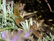 10th Aug 2014 - Lizard in the lavender