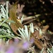 Lizard in the lavender by lellie