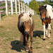 Miniature Horses by whiteswan