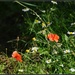 Wild flowers by rosiekind
