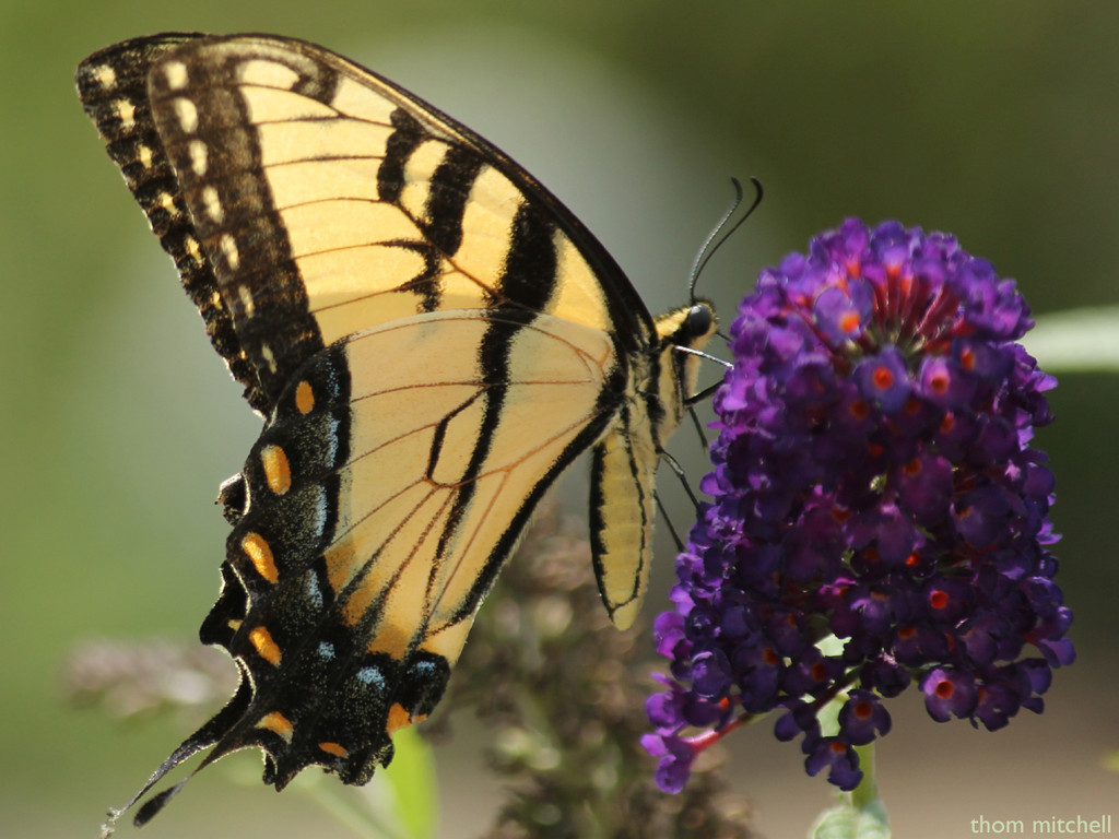 First swallowtail of the year by rhoing