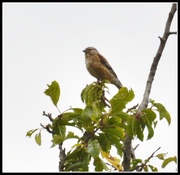 18th Aug 2014 - I think this might be a young linnet