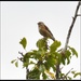 I think this might be a young linnet by rosiekind