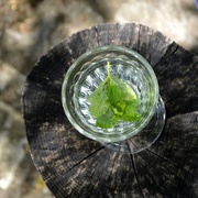 18th Aug 2014 - Mint water 