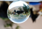 17th Aug 2014 - Skye in the Glass ball