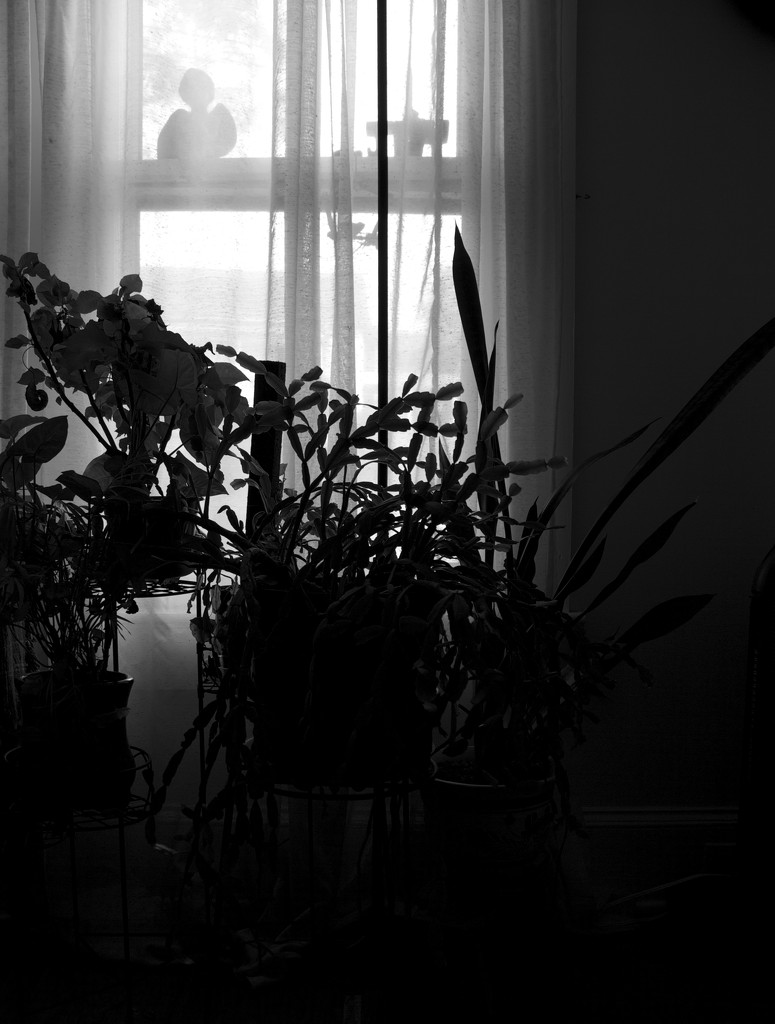 plants at the window by randystreat