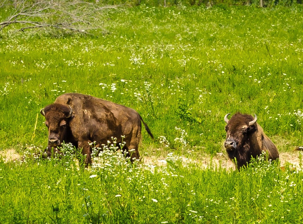 Buffalo by myhrhelper