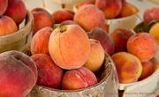 18th Aug 2014 - Peach season