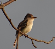 17th Aug 2014 - Willow Flycatcher