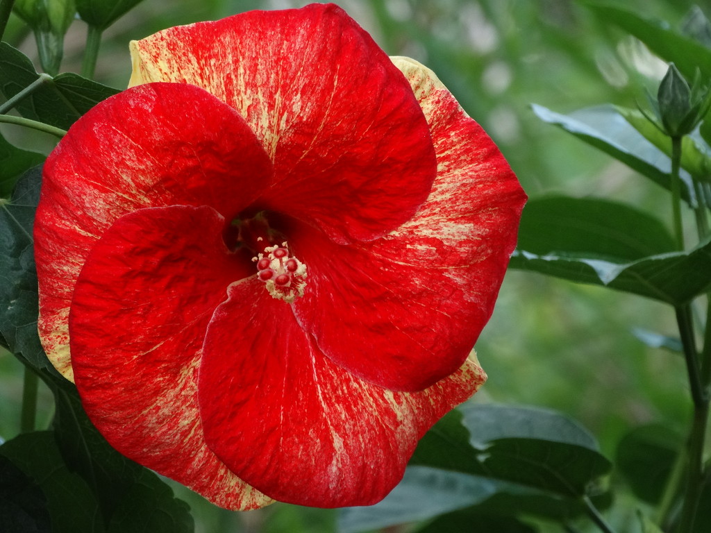 Red Painted Hibiscus by khawbecker