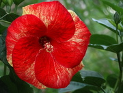 18th Aug 2014 - Red Painted Hibiscus