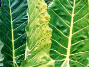 16th Aug 2014 - Giant Green Leaves