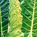 Giant Green Leaves by khawbecker