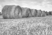 18th Aug 2014 - Hay Bales in Black & White