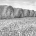Hay Bales in Black & White by taffy