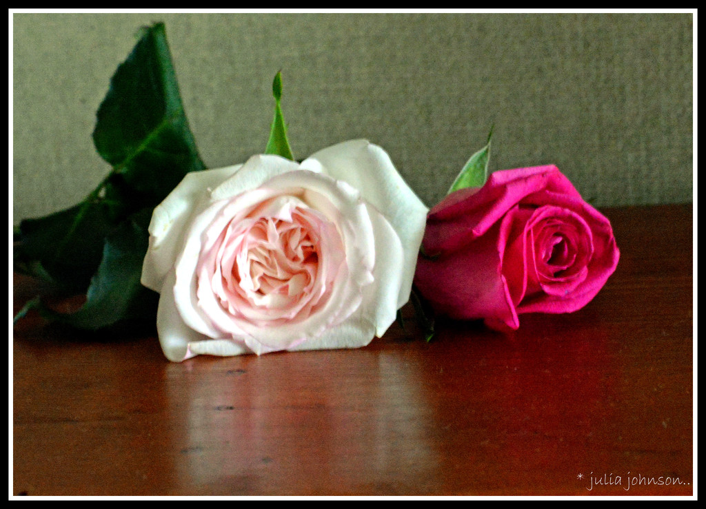 Roses by julzmaioro