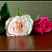 Roses by julzmaioro