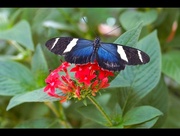 18th Aug 2014 - Moth or Butterfly?