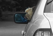 19th Aug 2014 - Driving Miss Doggie