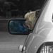 Driving Miss Doggie by linnypinny