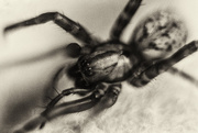 19th Aug 2014 - arachnid