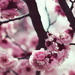 Signs of Spring by nicolecampbell