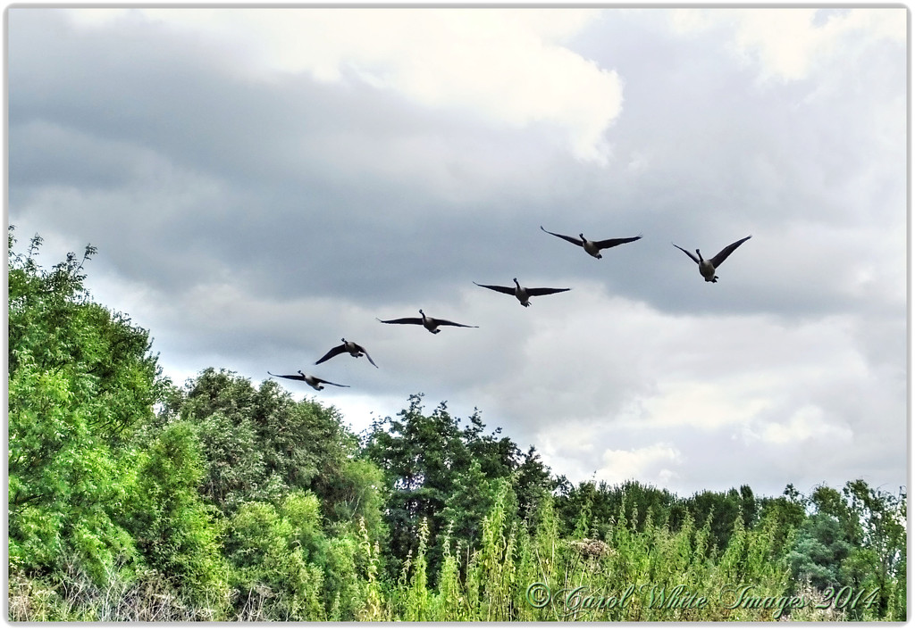 Canada Geese In Flight by carolmw