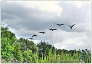 19th Aug 2014 - Canada Geese In Flight