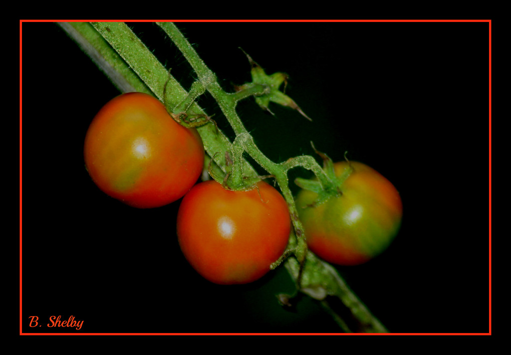 Home Grown Tomatoes by vernabeth