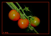 16th Aug 2014 - Home Grown Tomatoes