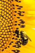 18th Aug 2014 - Pollenator