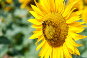 18th Aug 2014 - Girasol / Sunflower