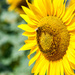Girasol / Sunflower by jborrases