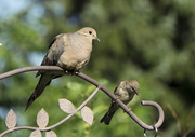 19th Aug 2014 - Dove, and Small Friend4908